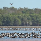 _800Jabiru Rock_Magpie Geese1212_m_3